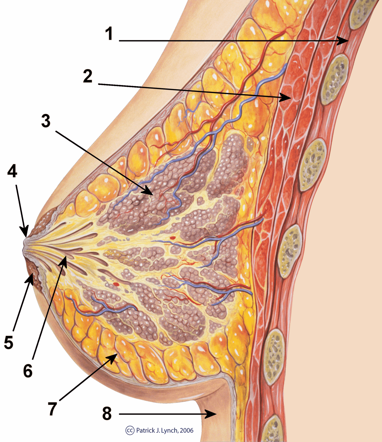 Does Weight Training Really Reduce Breast Size In Women? [Updated 2023]