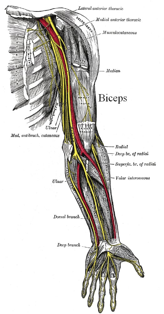 How muscles get bigger- Image courtesy Grays'anatomy