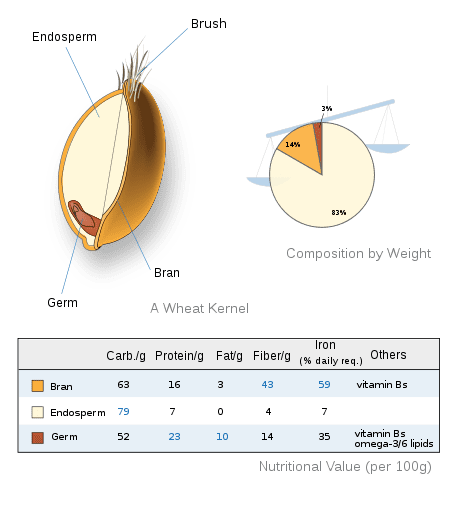 wheat cross section