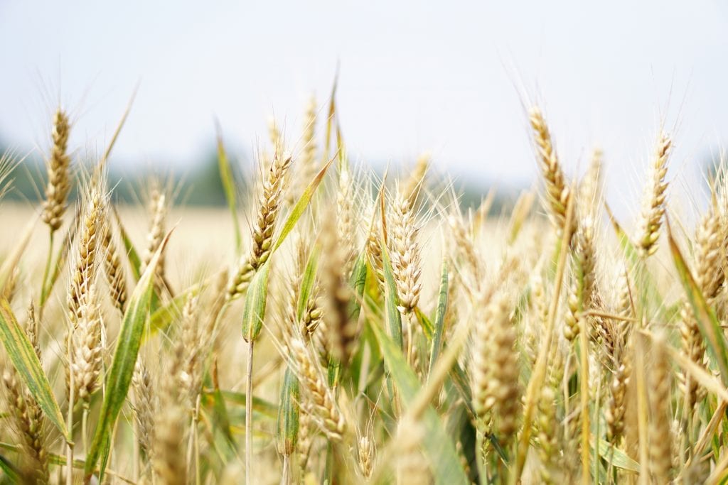 wheat makes bread which can make you gain weight