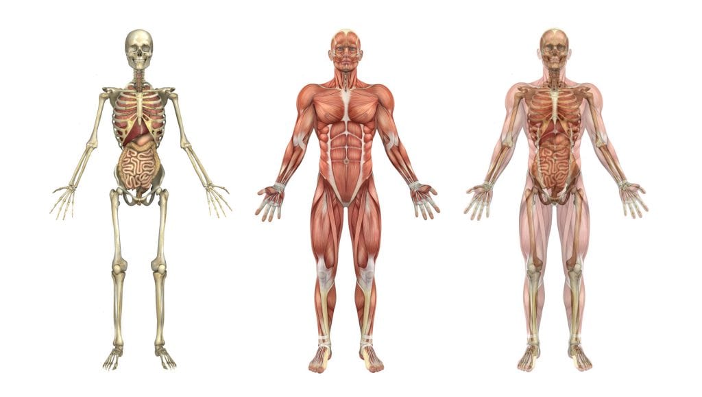 bones of skeleton stronger from weight training