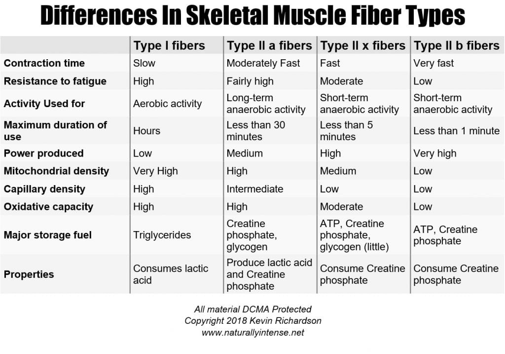  Type I & Type II Muscle Fiber Types