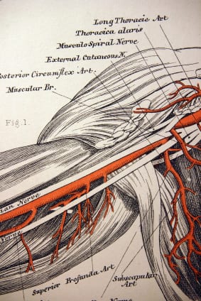 Muscle fibers of the shoulder and arms