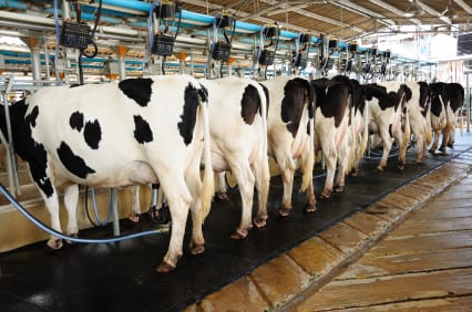 The bucolic image of cows grazing on verdant pastures is far removed from how cows are raised on commercial farms