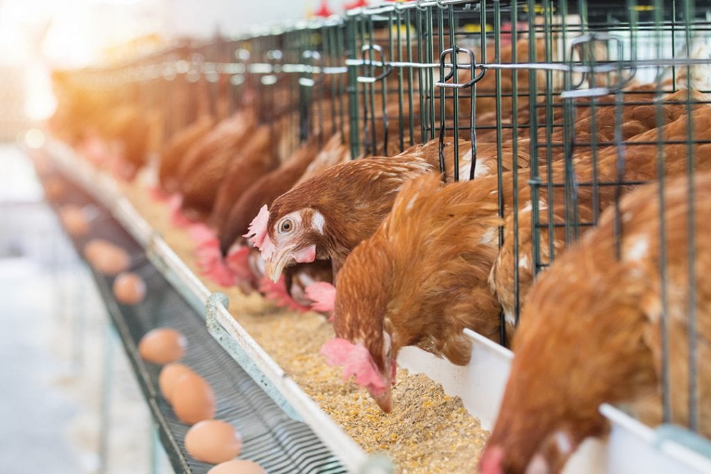 chickens confined