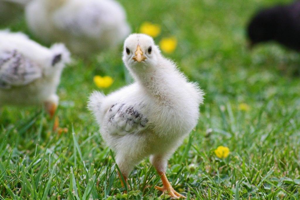 pasture raised chickens