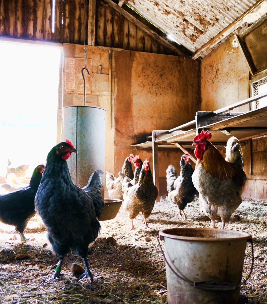 vitamin supplements marked the end of traditional chicken