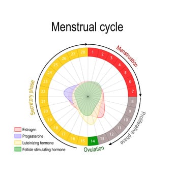 Menstrual cycle and hormone levels in females 