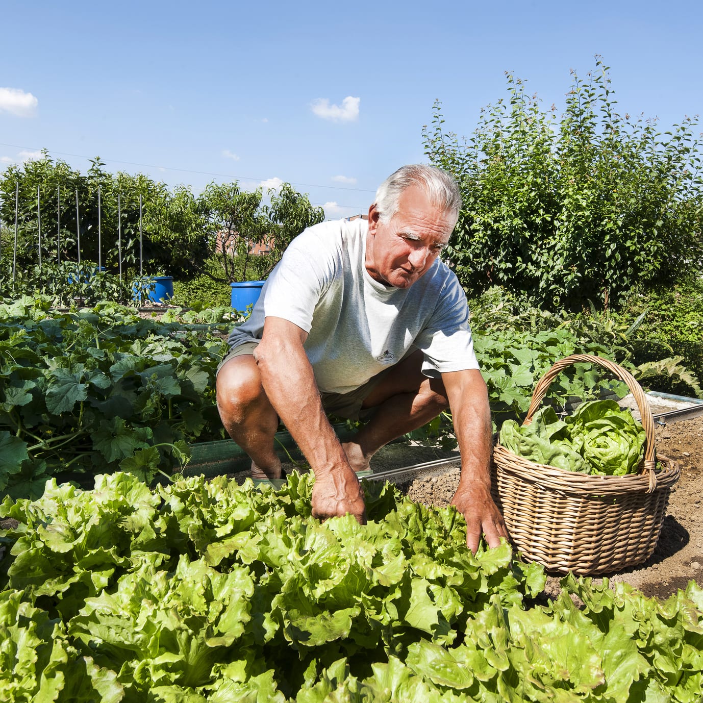 vegetables and fruit do not have less vitamins so we don't need supplements