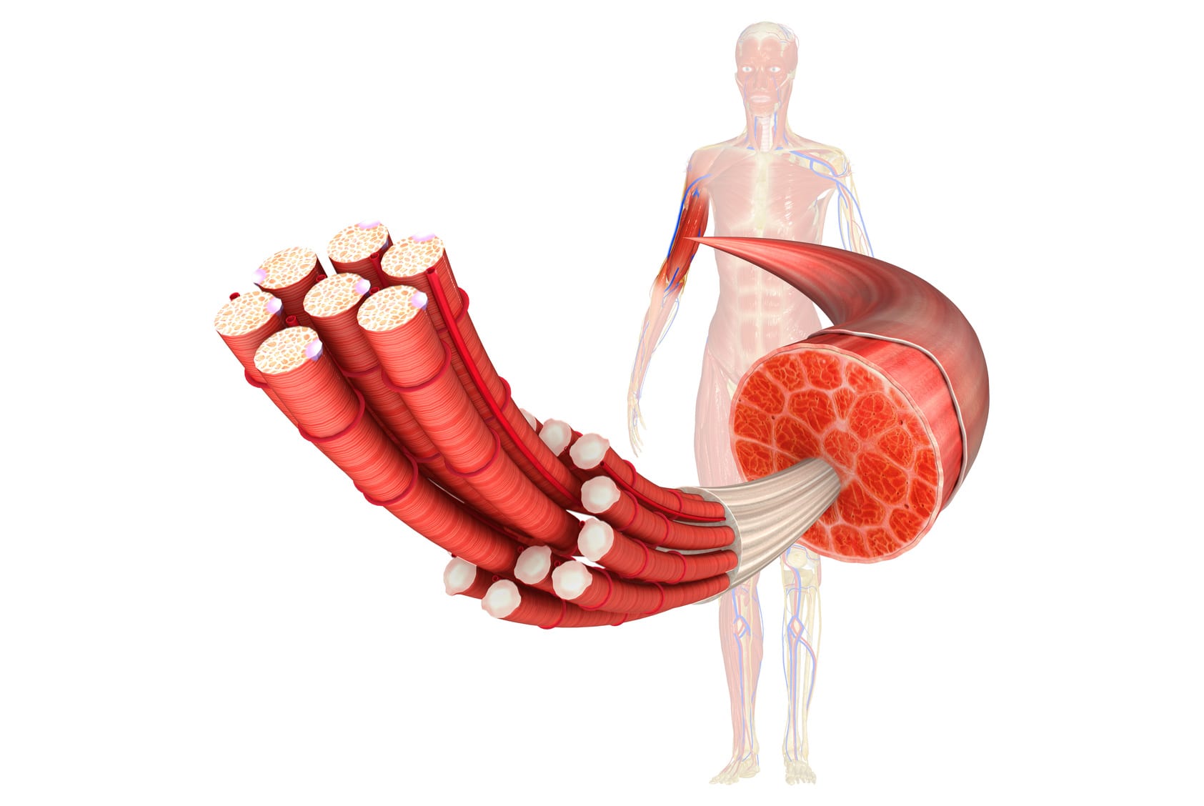 Muscle Anatomy proteins