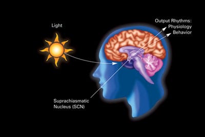 Circadian rhythms and weight loss and weight gain 