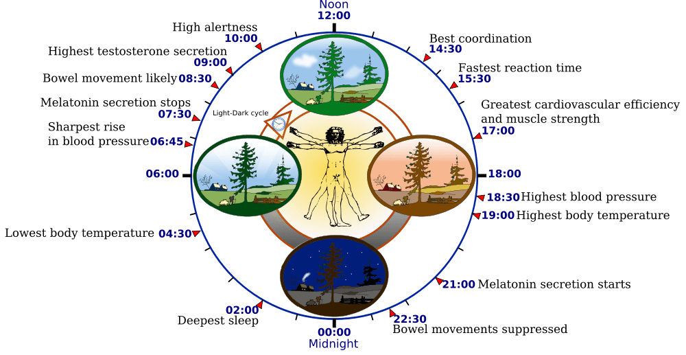 Human biological clock tells us the best time to train