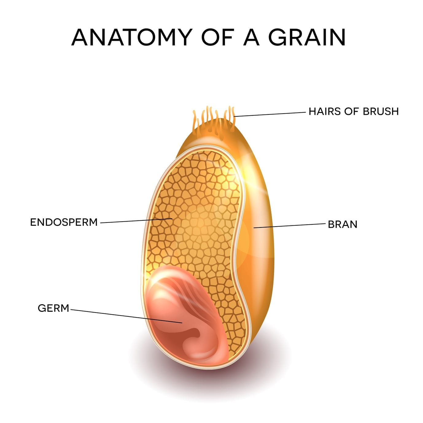 Oat bran Grain anatomy