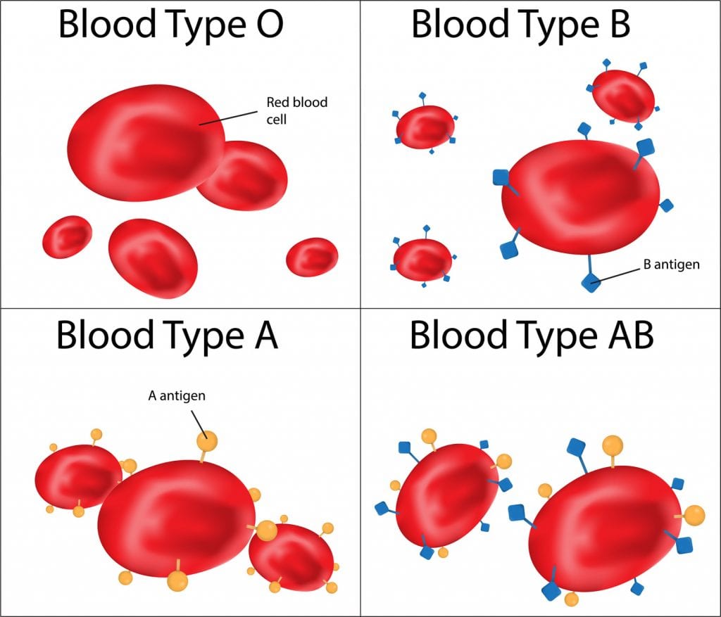 blood type diet refuted