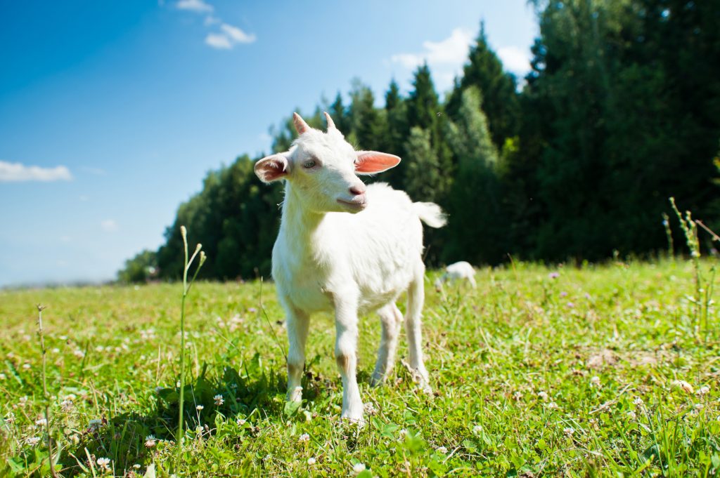 goat meat can help you eat more and lose weight