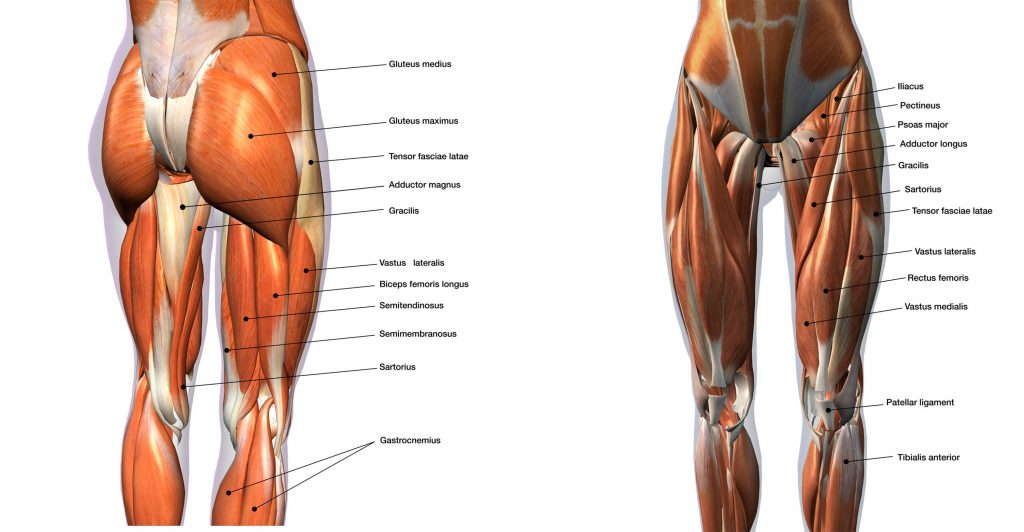 Leg and butt muscles worked from vertical jumps