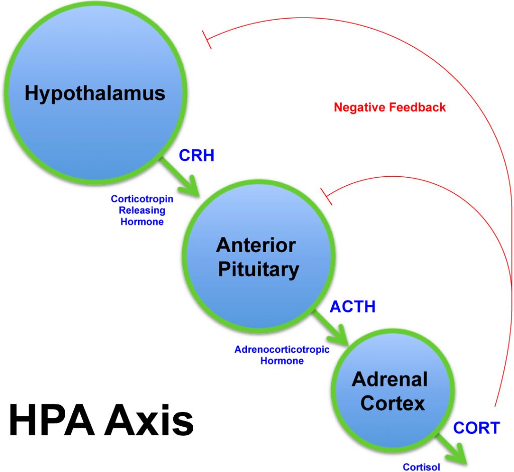 emotional-eating hpa axis cortisol secretion 