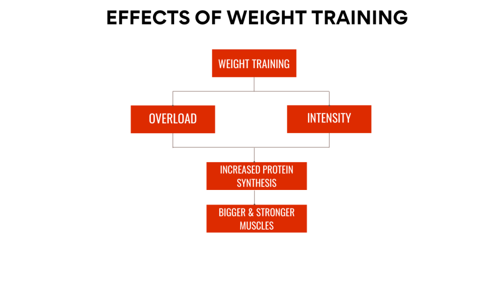 Muscle Growth Chart- high reps vs low reps