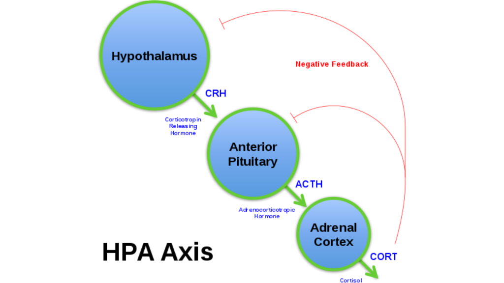 HPA Axis and sugar addiction