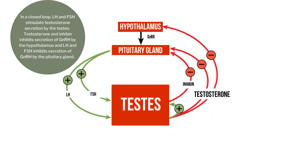 testosterone negative feedback loop