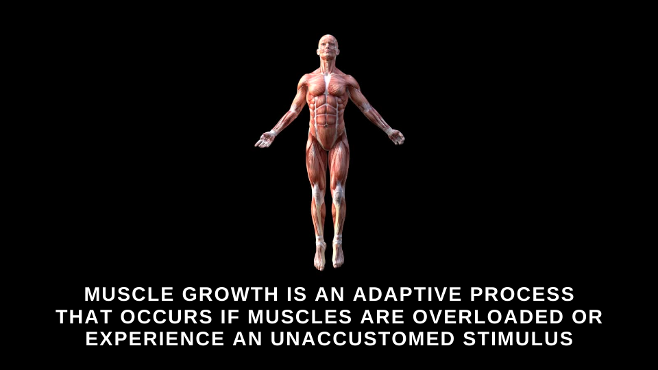 muscle growth is an adaptive process