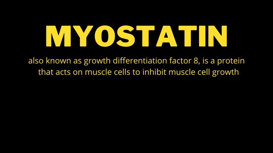 myostatin inhibits muscle growth past a certain point