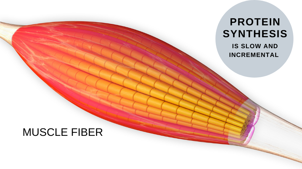 PROTEIN SYNTHESIS is a slow and incremental process