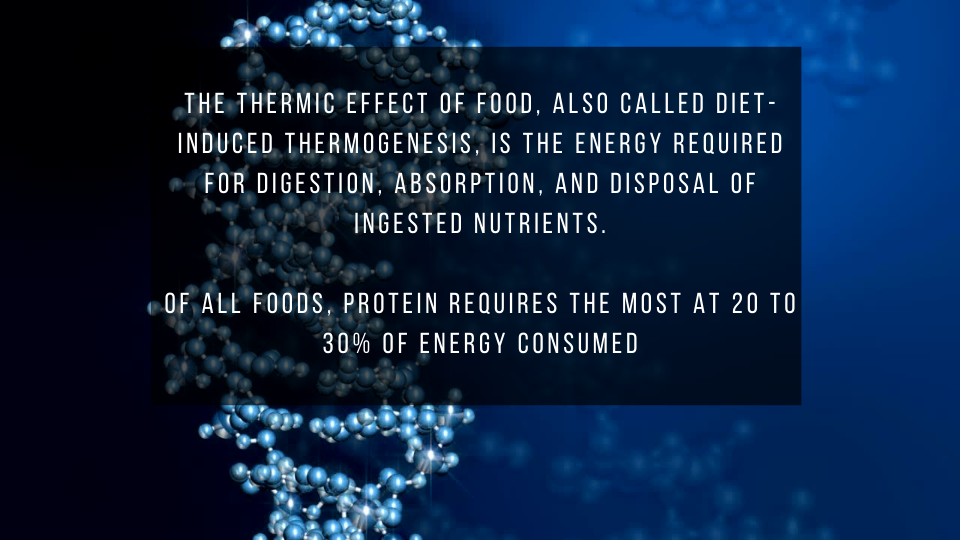 protein's thermic effect and weight loss