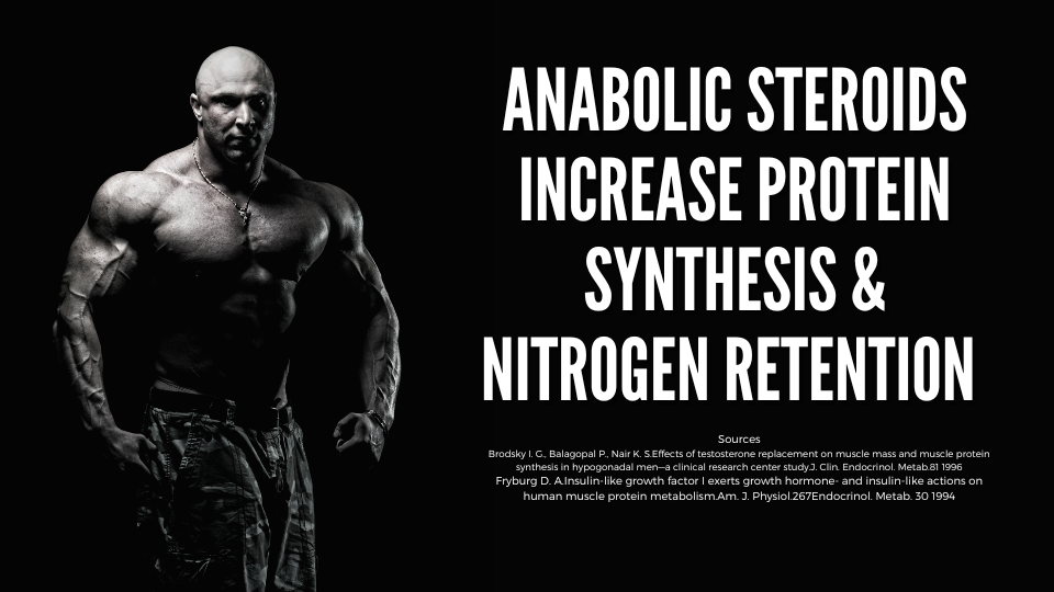 steroids increase protein synthesis and nitrogen retention