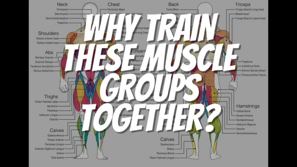 Muscle groups are trained together to optimize muscle growth