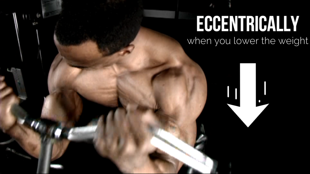 The eccentric movement is the lowering of weight in an exercise