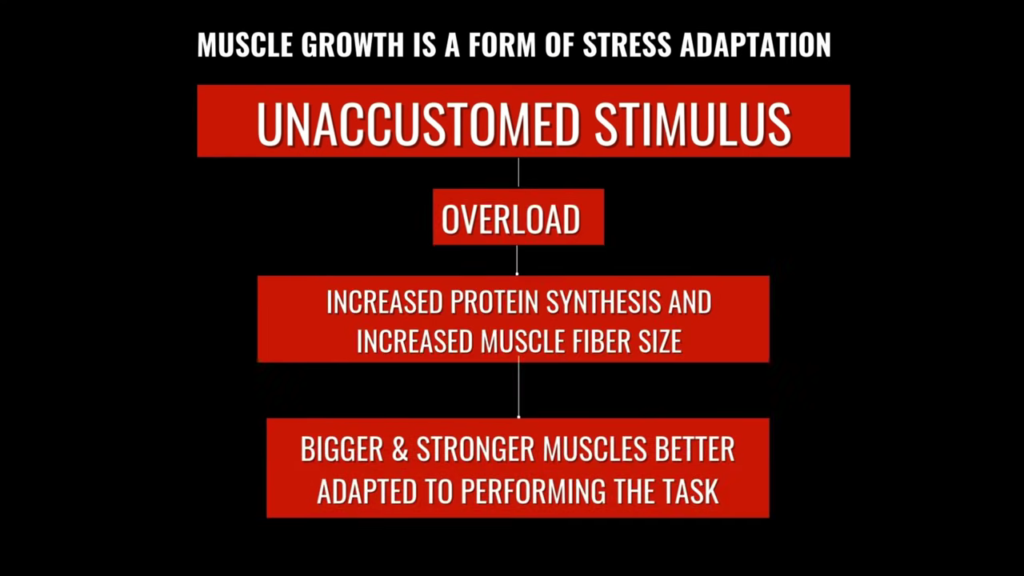 Muscle growth is a form of stress adaptation from overloading muscles with unaccustomed stimulus