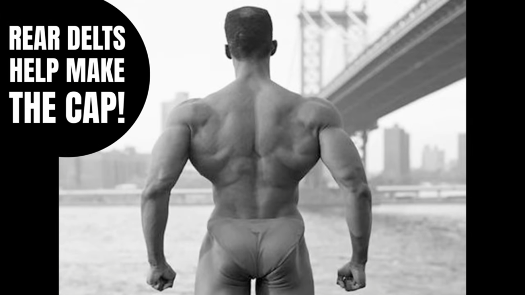 Rear delts help significantly cap the shoulders giving the look many athletes are looking for