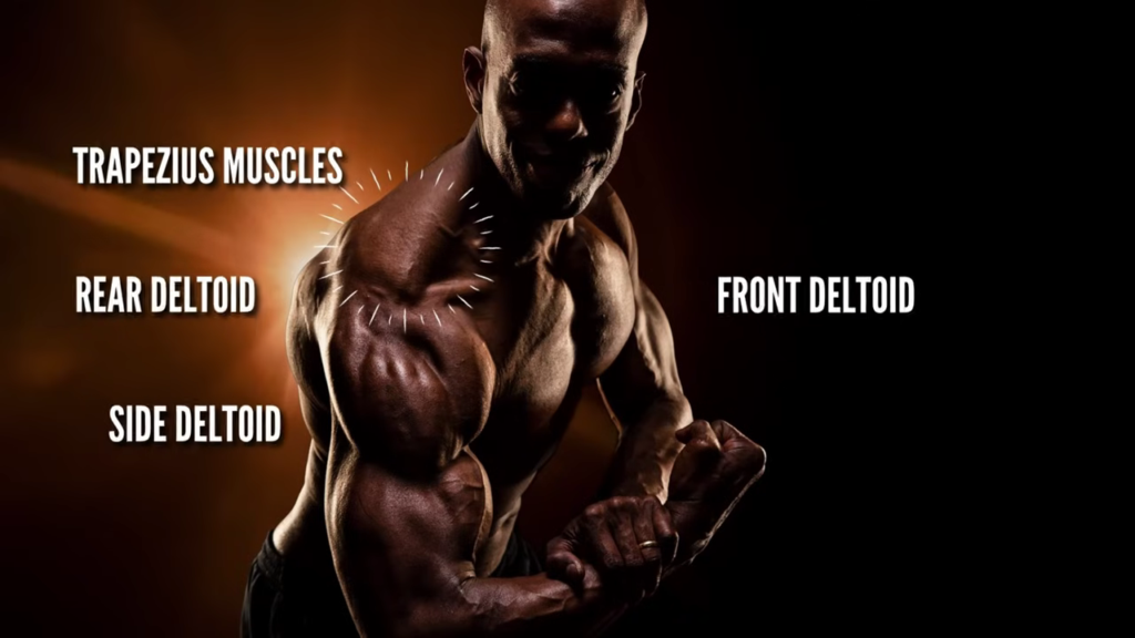 The shoulders are broken down into the trapezius muscles, rear deltoid, side deltoid, and front deltoid