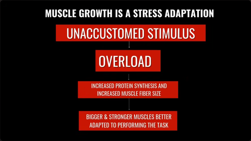 Muscles grow as a stress adaptation to unaccustomed stimuli and overload causing muscle growth