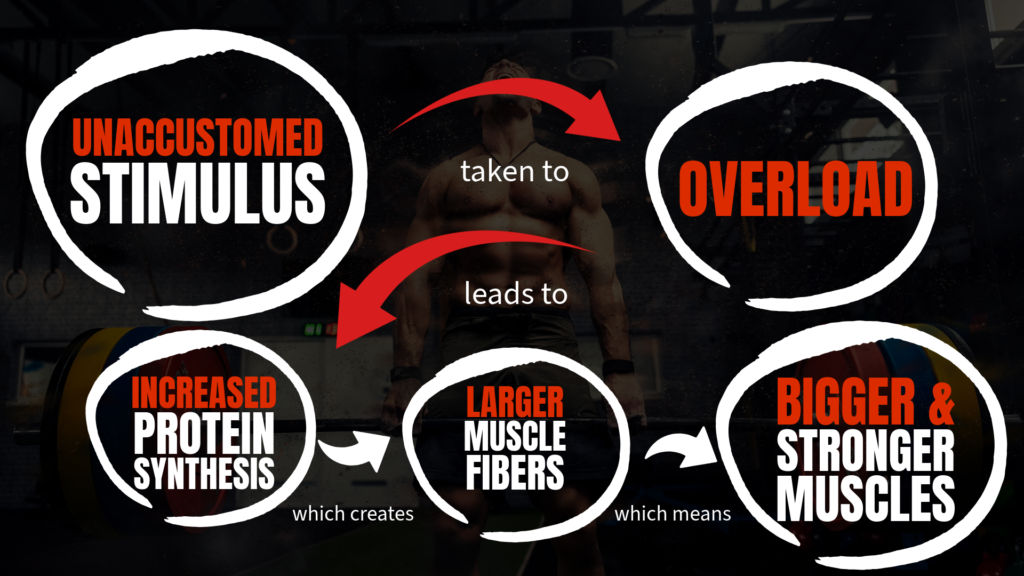Unaccustomed stimulus for muscle growth flowchart